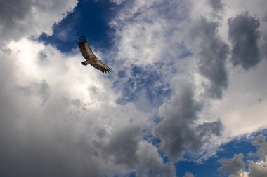 Bulutlu gökyüzünde uçan kartal