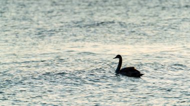 Denizde vahşi kuğular