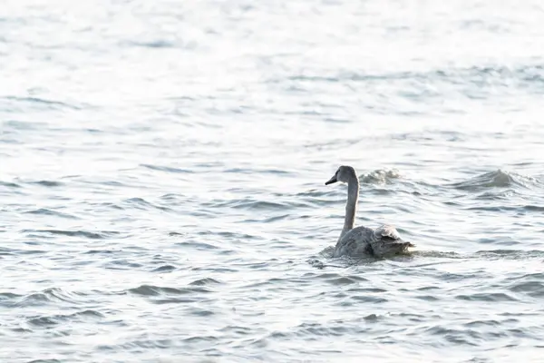 Дикие Лебеди Море — стоковое фото