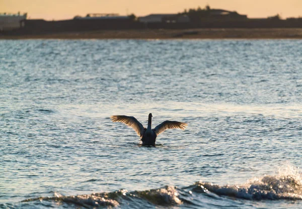 Cisnes Salvajes Mar —  Fotos de Stock