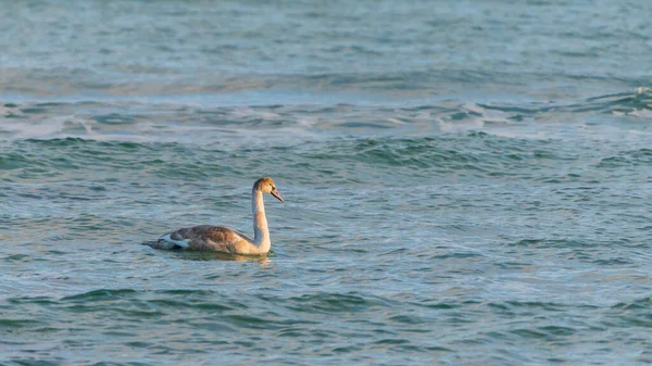 Cygnes Sauvages Sur Mer — Photo