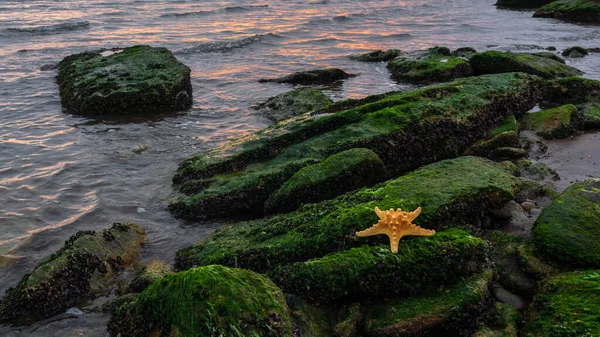 Étoile Mer Sur Rocher Recouvert Algues — Photo