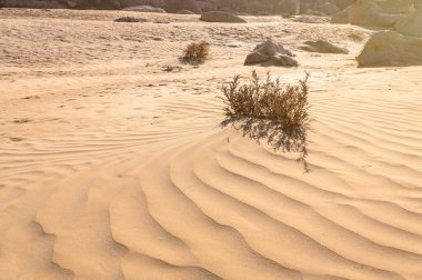 Çöldeki kuru bitki.