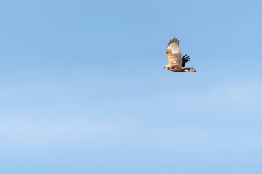 Mavi gökyüzünde uçan kartal