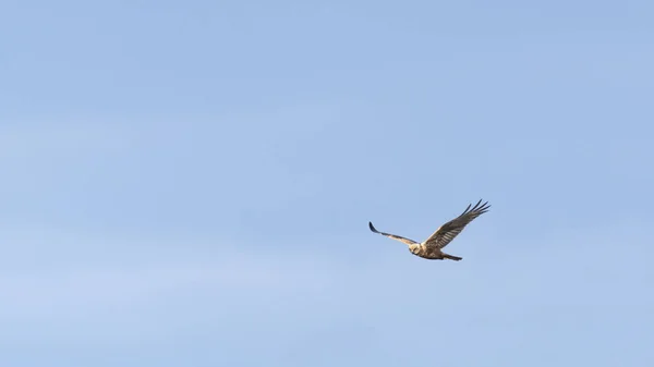 Águila Volando Cielo Azul — Foto de Stock