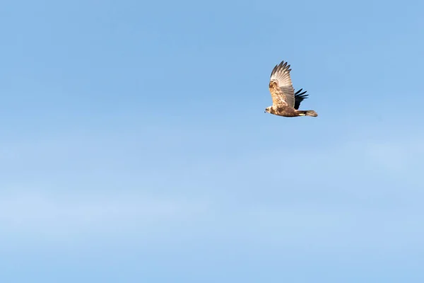 Орел Летит Голубом Небе — стоковое фото
