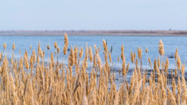 Absheron Ulusal Parkı, Vahşi Yaşam Koruma Alanı