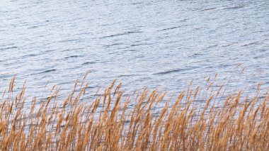 Sazlıklarla kaplı bir nehir yatağı.