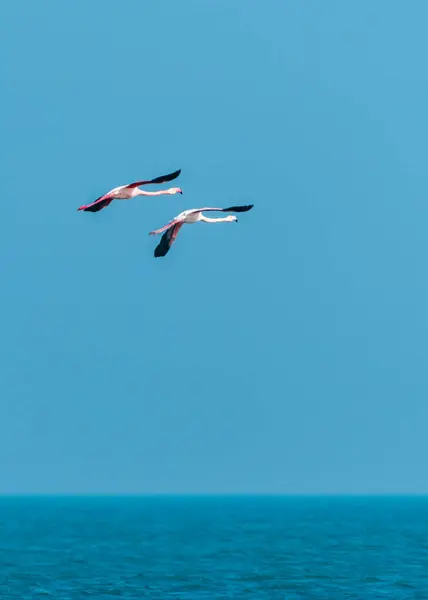 ピンクフラミンゴが海上を飛行中 — ストック写真