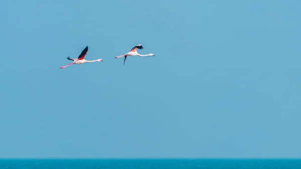 Rosa Flamingos Flygning Blå Himmel — Stockfoto