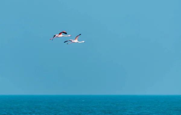 Różowe Flamingi Locie Nad Morzem — Zdjęcie stockowe