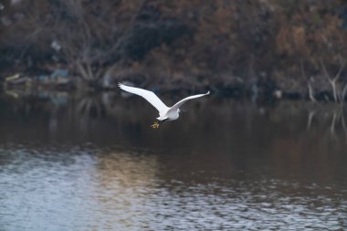 Heron göl üzerinde uçuyor.