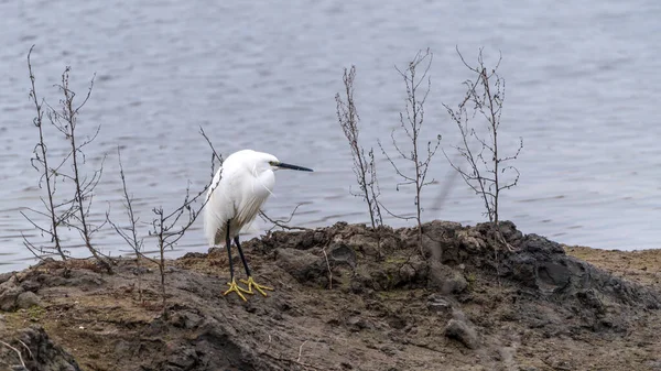 Héron Blanc Sur Lac — Photo