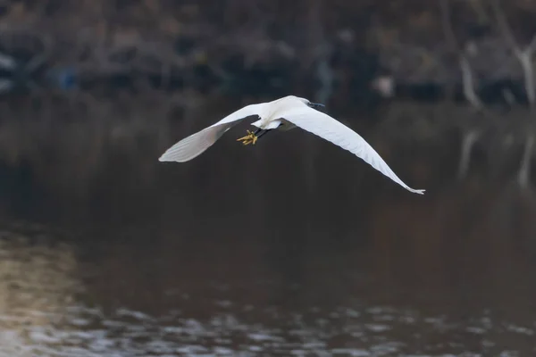 Heron Göl Üzerinde Uçuyor — Stok fotoğraf