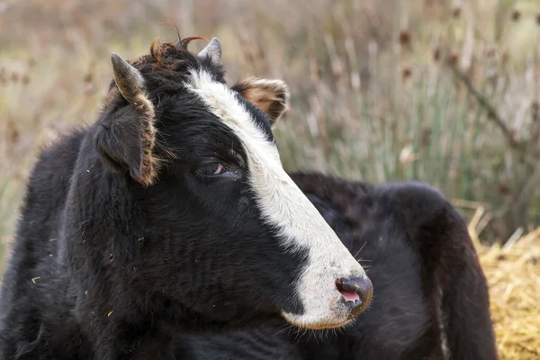 Vaca Doméstica Cabeza Cerca —  Fotos de Stock