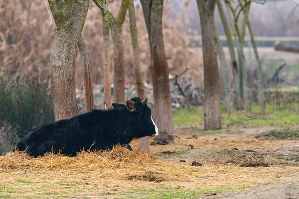 Vaca Negra Descansando Feno — Fotografia de Stock
