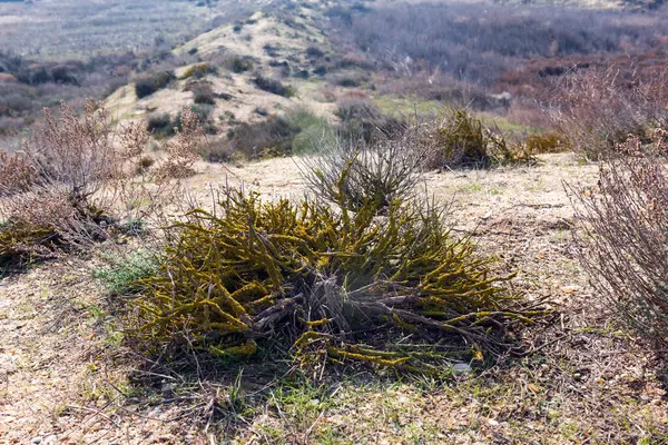 Buisson Sec Couvert Mousse Dans Steppe — Photo