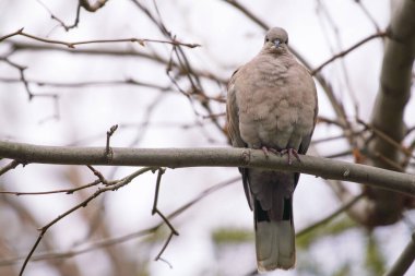Sıradan bir dalda güvercin