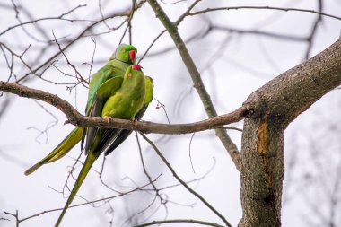 Bir çift büyük gül halkalı muhabbet kuşu ağaçta çiftleşiyor.