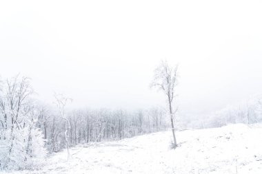 Buz kaplı donmuş çıplak ağaçlar, kış manzarası