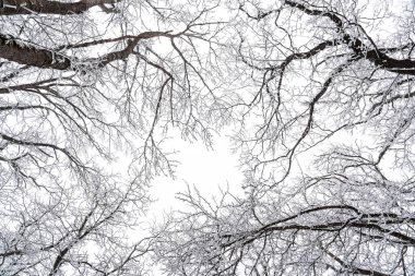 Ormandaki çıplak ağaçlar karla kaplı.