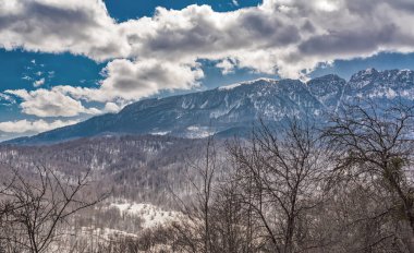 Dağlarda çıplak kış ormanı