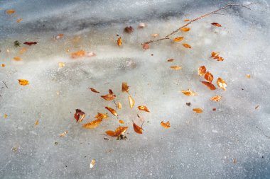 Donmuş bir su birikintisinde kuru yapraklar.