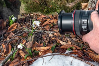 Bahar ormanında kar damlaları