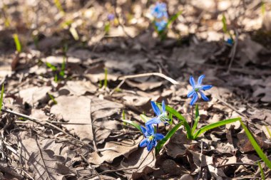 Mavi scilla siberica ilkbahar çiçekleri