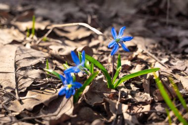 Mavi scilla siberica ilkbahar çiçekleri