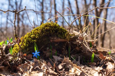 Mavi scilla siberica ilkbahar çiçekleri