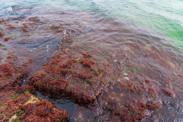 Big stone with red seaweed