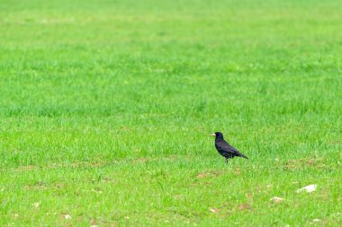 Kale kuşu yeşil alanda