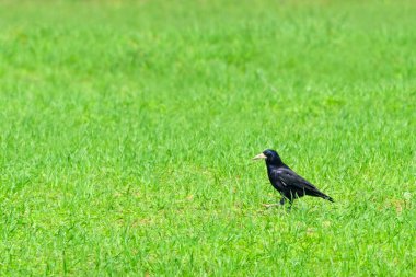 Kale kuşu yeşil alanda