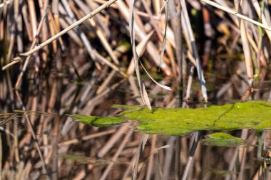 Gölette yeşil yosunlar