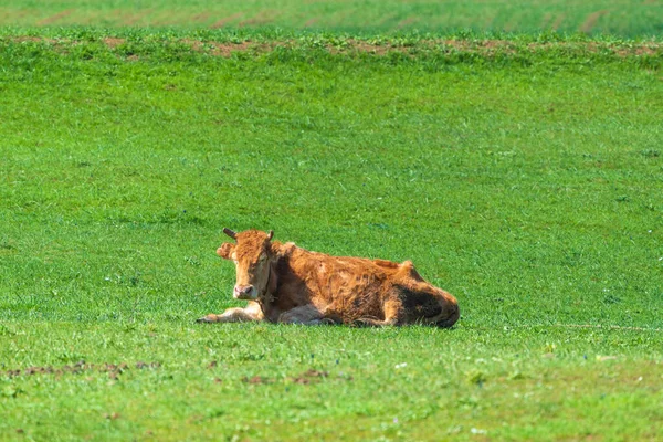 Vaca Flaca Descansando Prado Verde —  Fotos de Stock