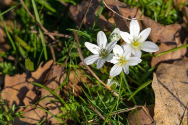 Ornithogalum Umbellatum Ormanda beyaz çiçek