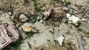 Karınca yuvasında karıncalar