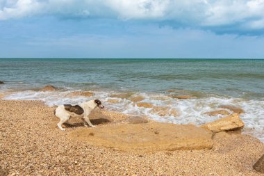 Deniz kıyısında başıboş bir köpek
