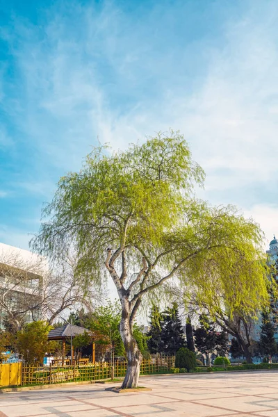 Arbre Vert Fleurs Dans Parc Ville — Photo