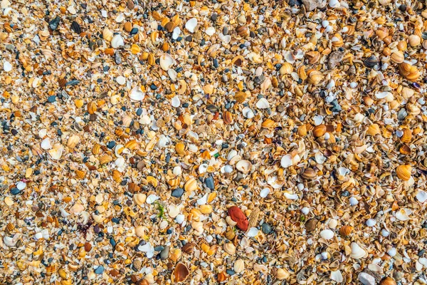 Snäcksten Stranden Bakgrund — Stockfoto