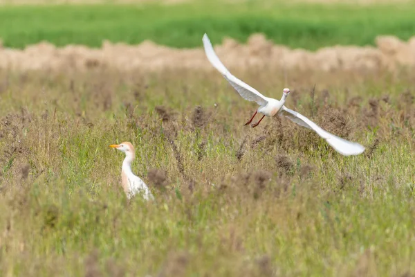 Egret Campo Vida Silvestre — Foto de Stock