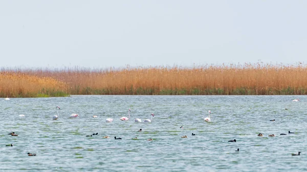 Rebanho Flamingos Lago — Fotografia de Stock