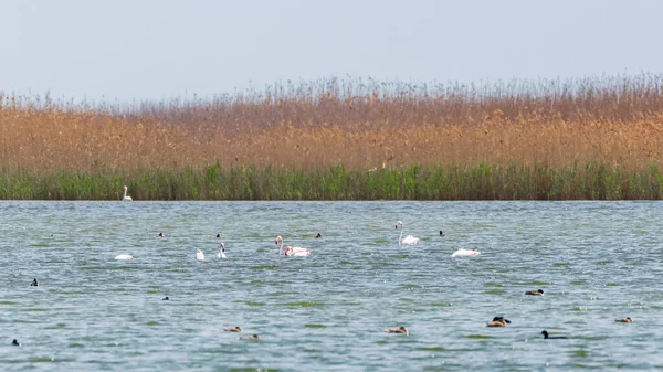 Flock Flamingos Lake — Stock Photo, Image