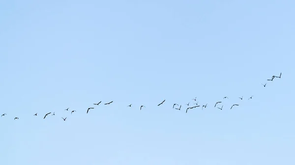 Bando Aves Migratórias Céu — Fotografia de Stock