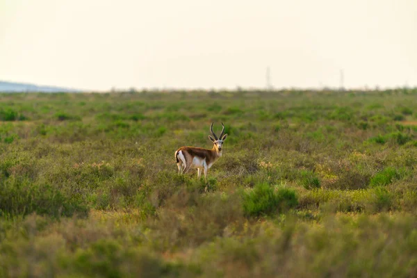 Gacela Bochornosa Jeyran Campo Reserva Natural Vida Silvestre —  Fotos de Stock