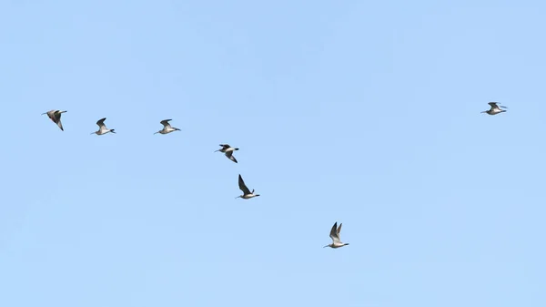 Ein Schwarm Zugvögel Himmel — Stockfoto