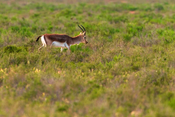 Gacela Bochornosa Jeyran Campo Reserva Natural Vida Silvestre —  Fotos de Stock