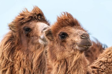 Afrika devesi Camelus cinsi içinde düzensiz bir devedir.