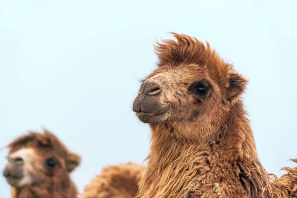 Wielbłąd Afrykański Jest Kopytnym Rodzaju Camelus — Zdjęcie stockowe